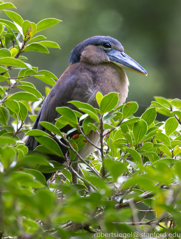 panama